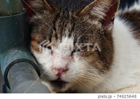 猫風邪を引いて鼻水を垂らしている老猫 猫風邪を引いて鼻水を垂らしている老猫 74825648