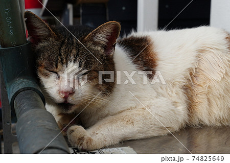 猫風邪を引いて鼻水を垂らしている老猫 猫風邪を引いて鼻水を垂らしている老猫 74825649