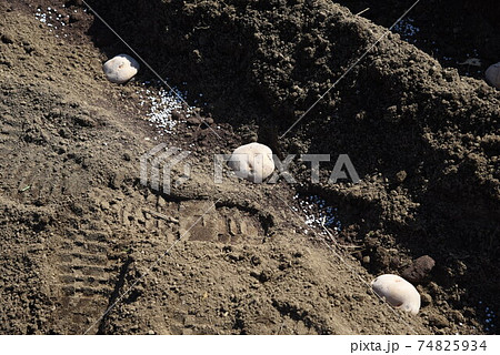 ジャガイモ栽培・植え付け前に切口に草木灰を塗布して腐食防止。 74825934