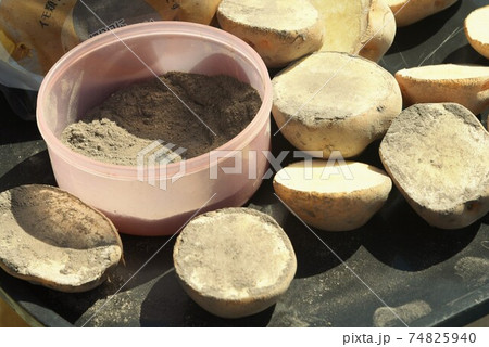 ジャガイモ栽培・植え付け前に切口に草木灰を塗布して腐食防止。 ジャガイモ栽培・植え付け前に切口に草木灰を塗布して腐食防止。 74825940