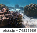 Sea fish with corals in sea, underwater landscape with sea life 74825986