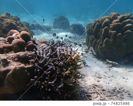 Sea fish with corals in sea, underwater landscape with sea life 74825986