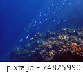 Sea fish with corals in sea and diver, underwater landscape with sea life 74825990