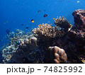 Sea fish with corals in sea, underwater landscape with sea life 74825992