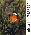 Clownfish fish with sea anemone, underwater landscape with sea life 74825994