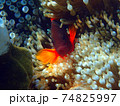 Fire clownfish fish with sea anemone 74825997
