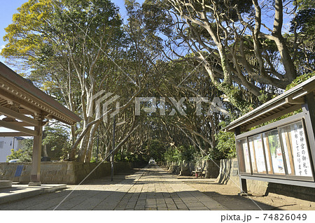 酒列磯前神社の樹叢(じゅそう)に覆われた参道 酒列磯前神社の樹叢(じゅそう)に覆われた参道 74826049