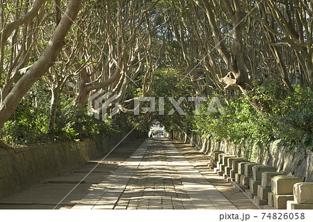 酒列磯前神社の樹叢(じゅそう)に覆われた参道 酒列磯前神社の樹叢(じゅそう)に覆われた参道 74826058