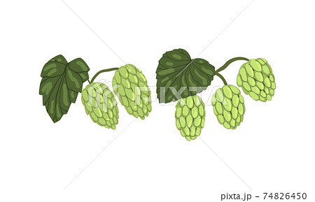 Hops On Branch With Leaves Set Humulus のイラスト素材