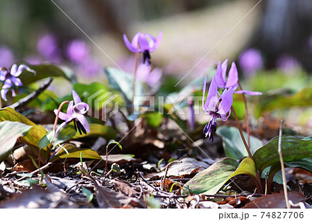 春陽当たりの良い林床に咲くカタクリの花 春陽当たりの良い林床に咲くカタクリの花 74827706