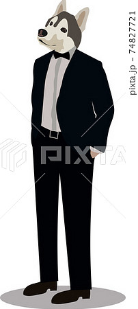 siberian husky in a classic suit with a jacket siberian husky in a classic suit with a jacket 74827721