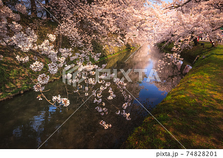 弘前の桜は哀愁の桜色 弘前の桜は哀愁の桜色 74828201