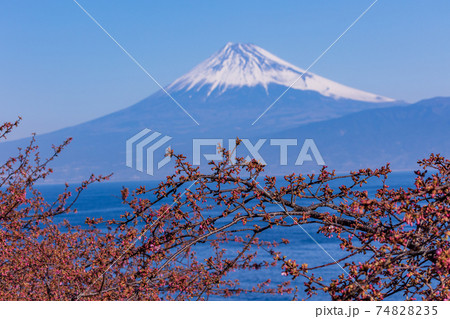(静岡県)河津桜が咲き始めた西伊豆井田から、海越しの富士山 (静岡県)河津桜が咲き始めた西伊豆井田から、海越しの富士山 74828235
