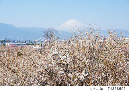小田原市 曽我梅林と富士山 小田原市 曽我梅林と富士山 74828605