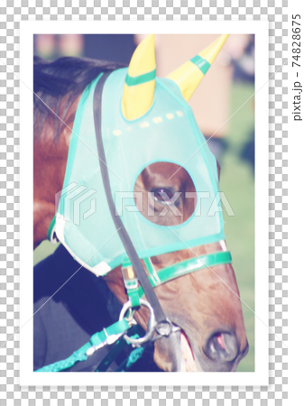 フィルム写真 競走馬 フィルム写真 競走馬 74828675