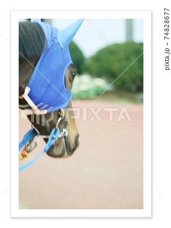 フィルム写真　競走馬 74828677