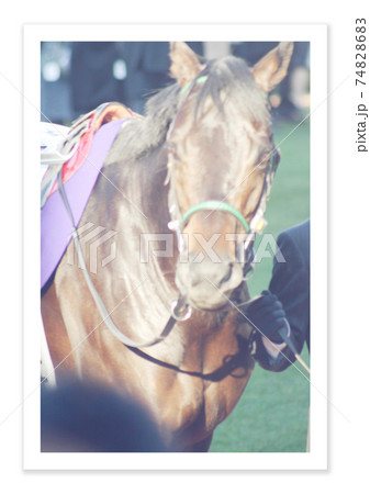 フィルム写真　競走馬 74828683