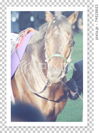 フィルム写真　競走馬 74828683