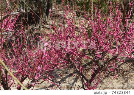 紅梅の木3 紅梅の木3 74828844