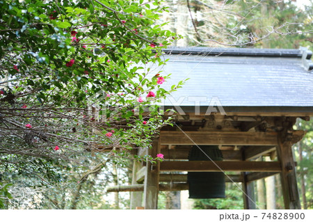 来迎院の山茶花 来迎院の山茶花 74828900
