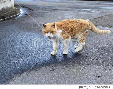 雨上がりにウロついてた目つきが悪い猫の写真素材 [74828903] - PIXTA