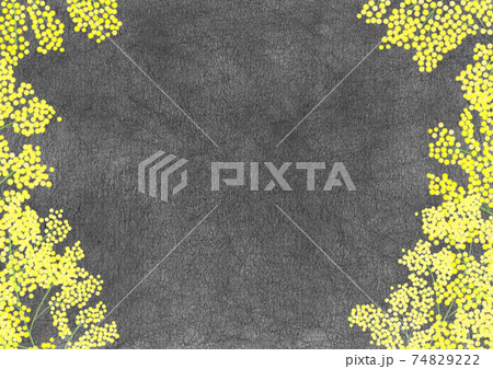 黄色いミモザの花とブラックボード背景のイラスト素材