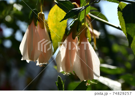 頷き姫芙蓉 うなずきひめふよう の写真素材