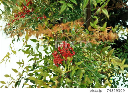 冬のナンテン 冬のナンテン 74829309