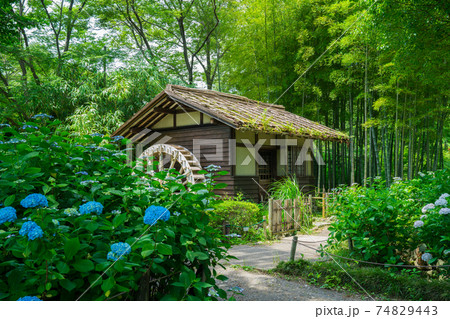 府中郷土の森公園の紫陽花と水車小屋 74829443
