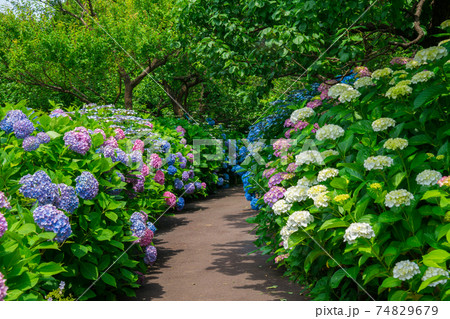 府中郷土の森公園 紫陽花の小径 府中郷土の森公園 紫陽花の小径 74829679