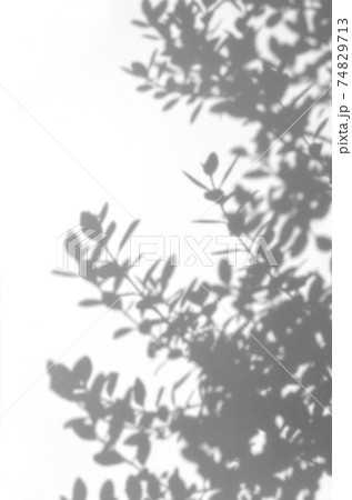 ホワイトボードに写した オリーブの葉のイラスト素材 74829713 Pixta