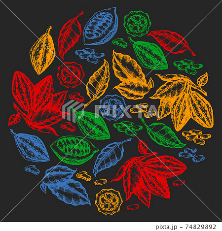 Colorful cocoa beans illustration on black background. Engraved style illustration. Chocolate cocoa beans. Vector pattern illustration 74829892