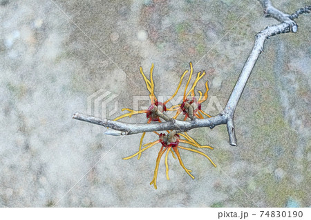 朝日を浴びて生き生きと成長している黄色の花「マンサク」色鉛筆画風 74830190