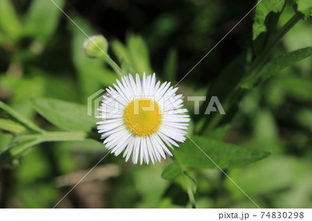 ヒメジョオンの花 74830298