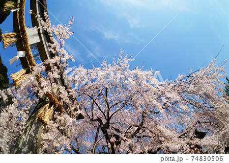 京都　大石神社の枝垂れ桜 74830506