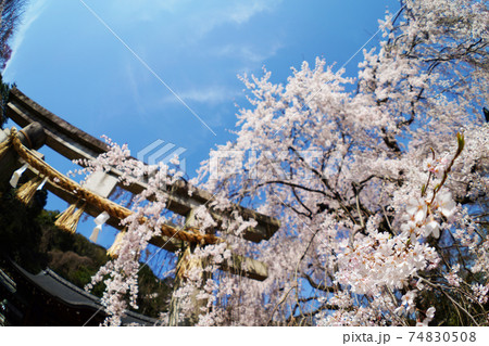 京都 大石神社の枝垂れ桜 京都 大石神社の枝垂れ桜 74830508