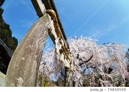 京都 大石神社の枝垂れ桜 京都 大石神社の枝垂れ桜 74830509