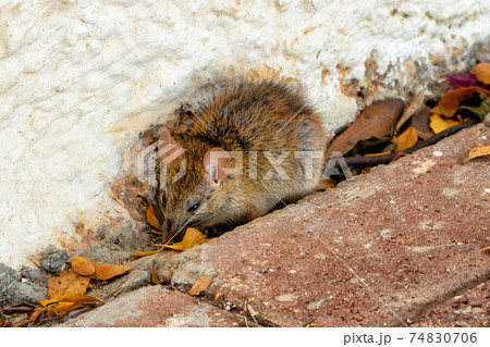 A country rat takes refuge among the leaves waiting for the winter hibernation. Perfect shot for the countryside, animal kingdom and education. A country rat takes refuge among the leaves waiting for the winter hibernation. Perfect shot for the countryside, animal kingdom and education. 74830706