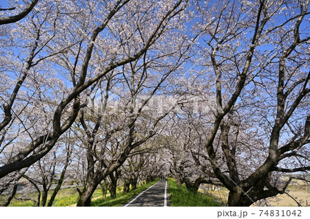 吉見町さくら堤公園の桜並木に菜の花 吉見町さくら堤公園の桜並木に菜の花 74831042