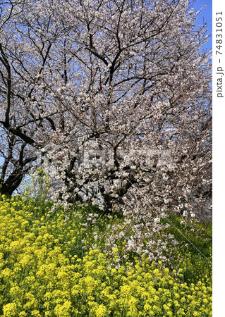 吉見町さくら堤公園の桜に菜の花 吉見町さくら堤公園の桜に菜の花 74831051
