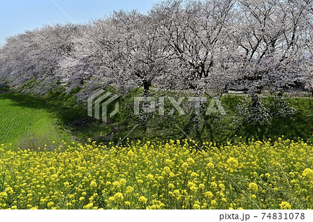 吉見町さくら堤公園の桜並木に荒川土手の菜の花の写真素材