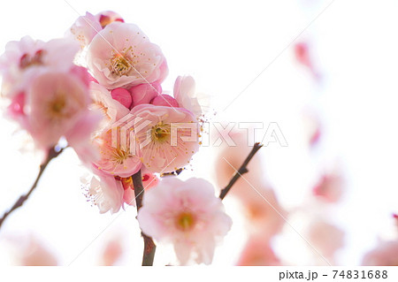梅 花 青空 ピンク 2月 立春 春 白 赤 枝 木 の写真素材 7416