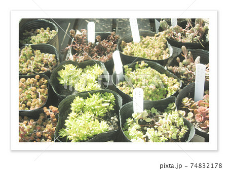 フィルム写真 74832178