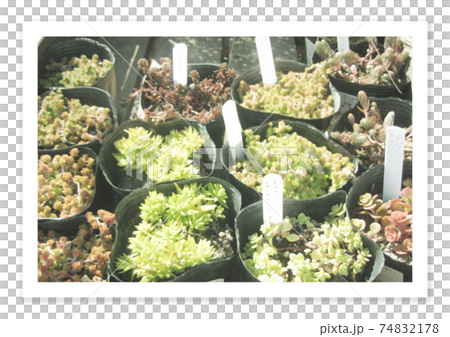 フィルム写真 74832178