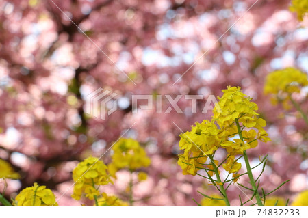 早春イメージ 74832233
