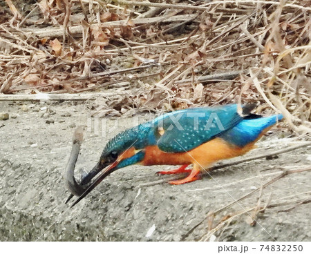 小魚を咥えたカワセミ 74832250