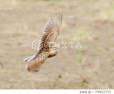 飛んでいるヒバリ 74832255