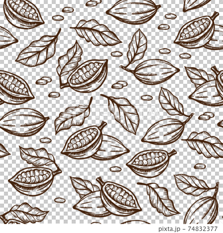 COCOA SKETCH Seeds And Leaves Design In Brown Color On White Background In Vintage Style Monochrome Hand Drawn Seamless Pattern Vector Illustration For Print 74832377