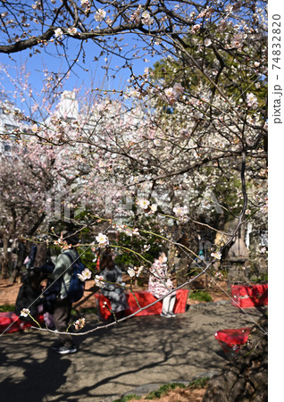 湯島天神　梅の花咲く境内風景 74832820