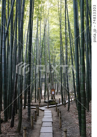 報国寺 鎌倉 野外 竹林 竹 道 石 の写真素材